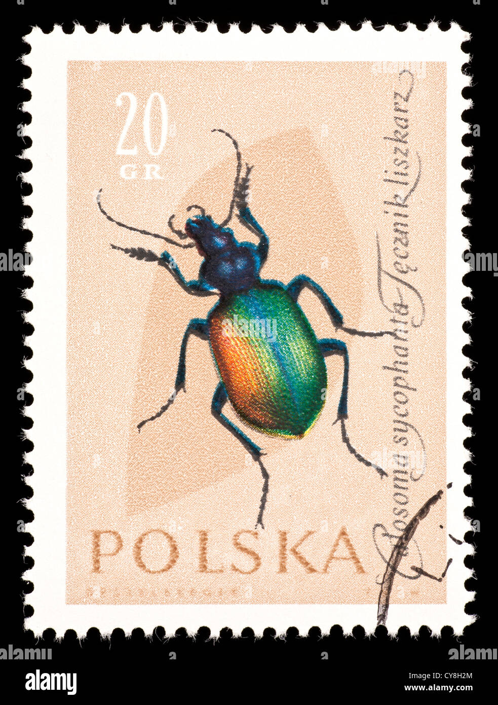 Postage stamp from Poland depicting a forest caterpillar hunter beetle (Calosoma sycophanta) Stock Photo