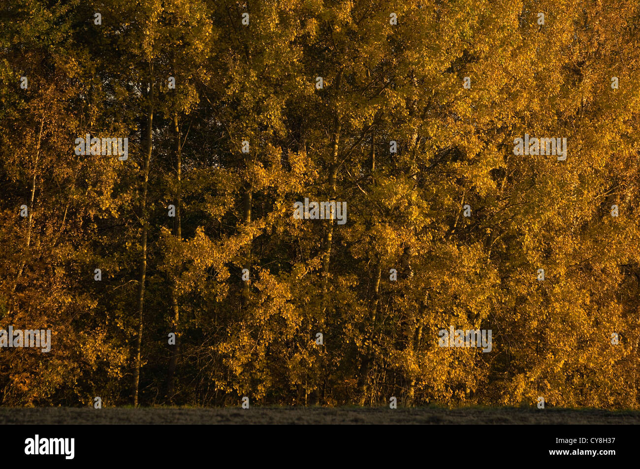 forest in autumn Stock Photo - Alamy
