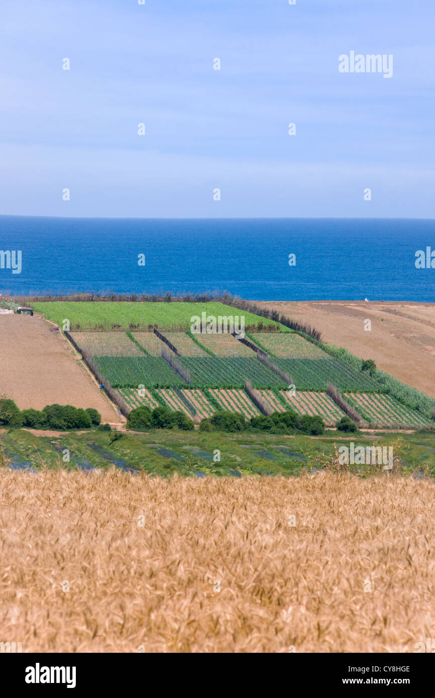 Farming coastal land, Atlantic coast, near Essaouira, Morocco Stock Photo