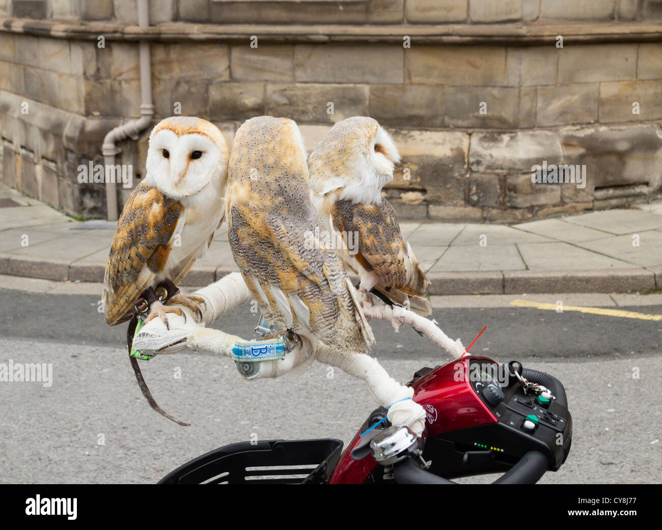 Pensioner taking his pet Barn Owls for a spin on his mobilty scooter. UK Stock Photo