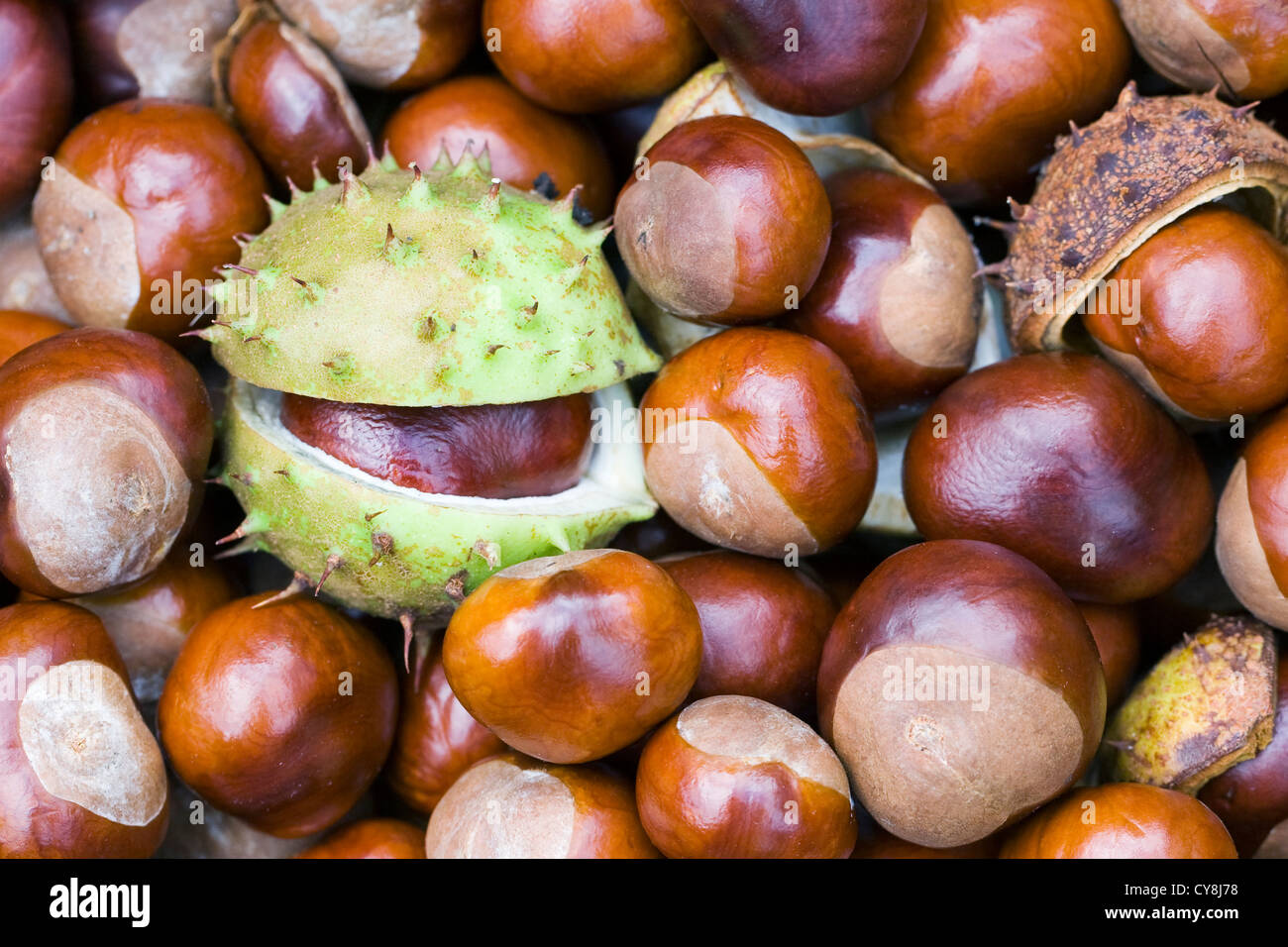 Aesculus hippocastanum. A collection of horse chestnuts. Stock Photo