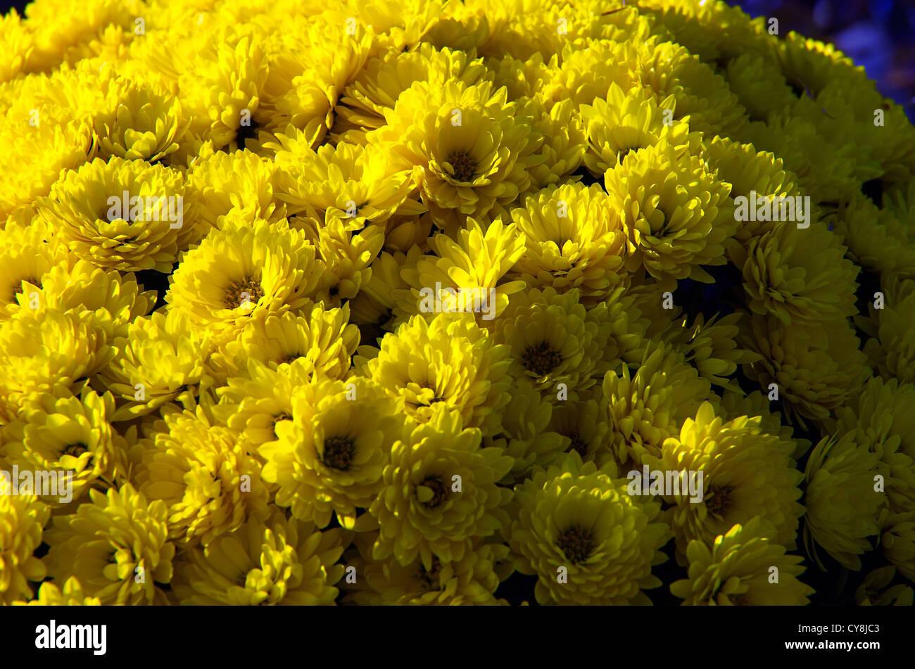 A bouquet of yellow flowers Stock Photo
