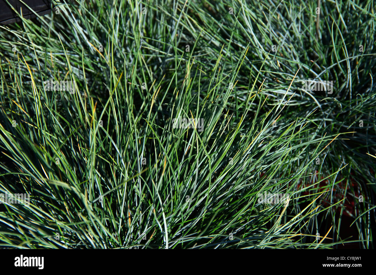 Festuca grass plants Stock Photo
