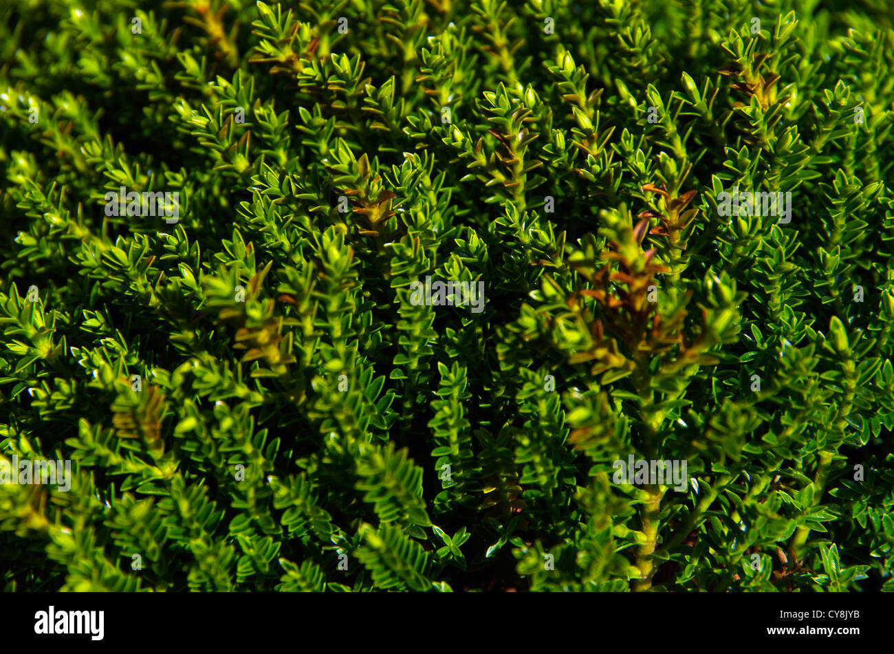 Hebe alias Veronica plants. Stock Photo