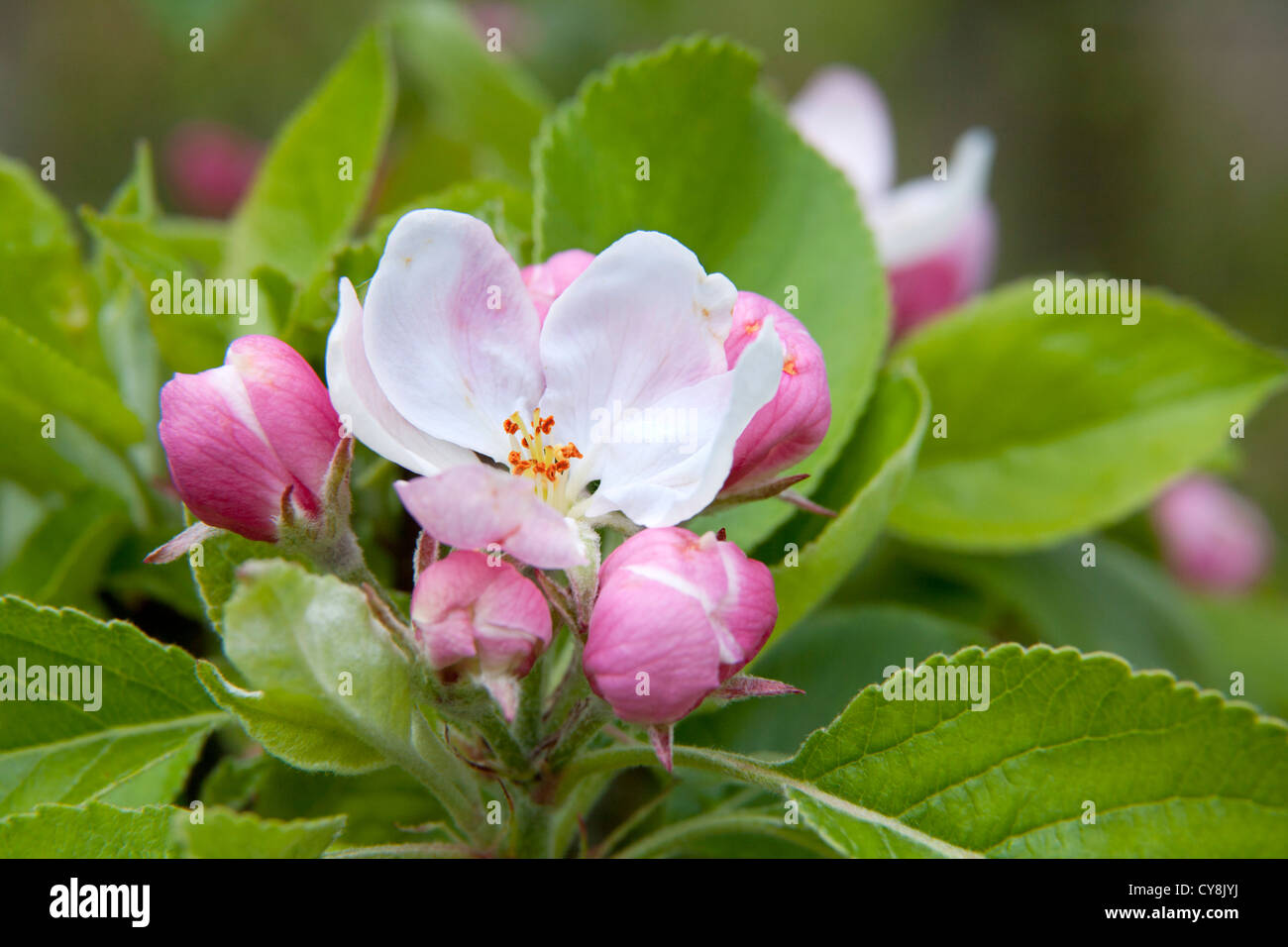 Apple blossom tree uk hi-res stock photography and images - Alamy