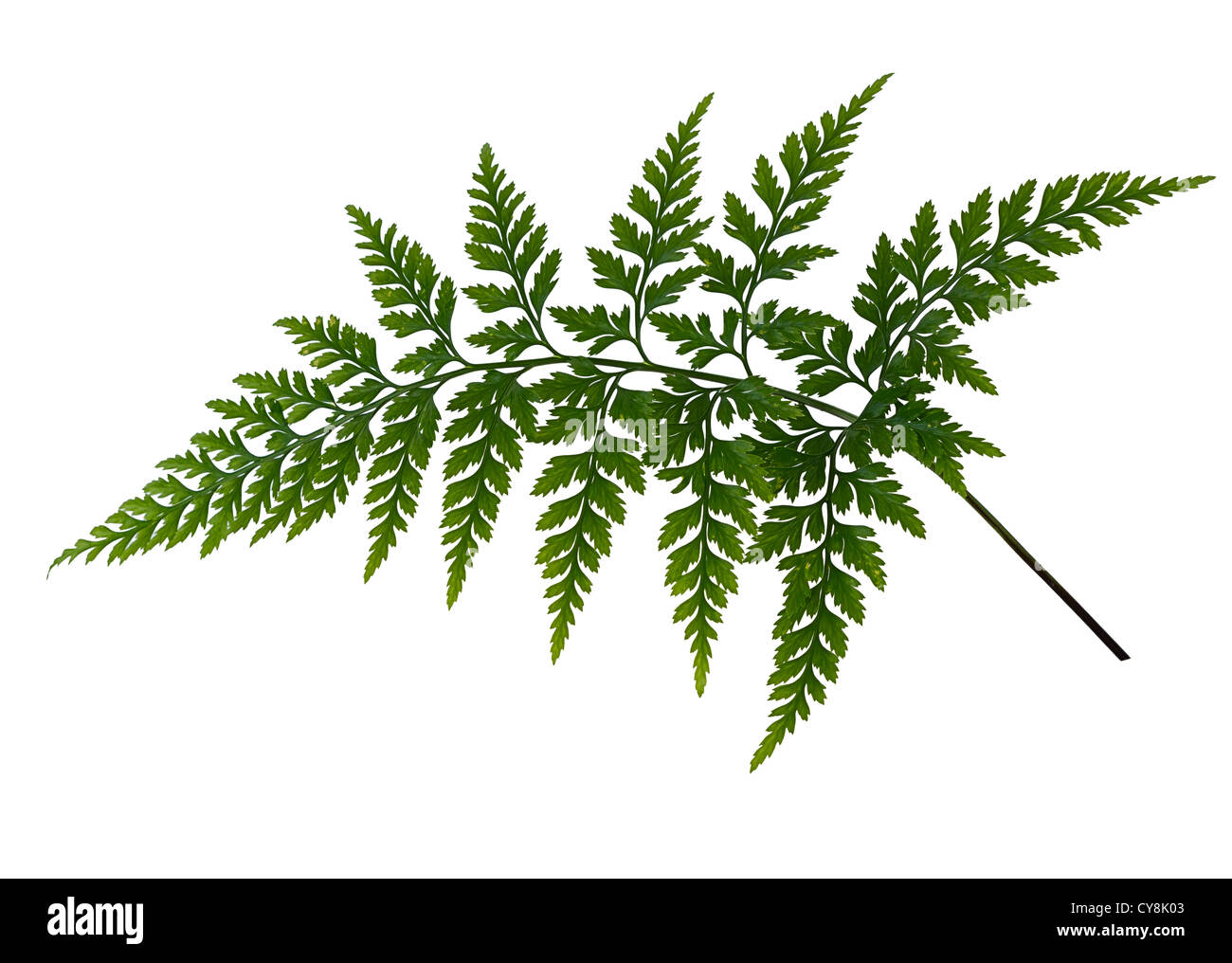 Fern isolated over white Stock Photo