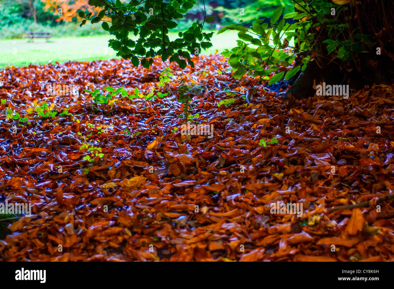 Autumn leaves uk ground hi-res stock photography and images - Alamy