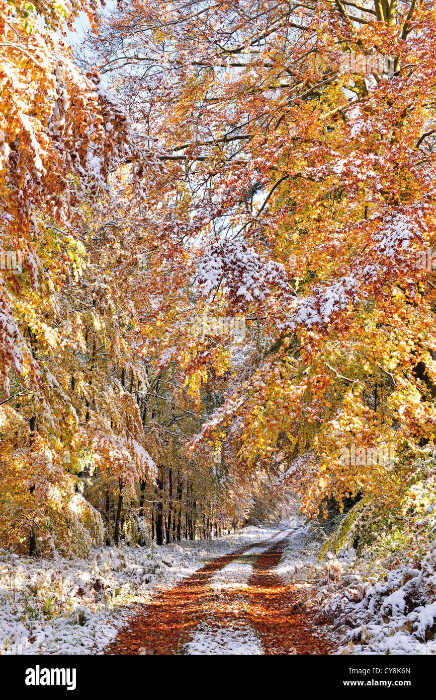 Germany, Odenwald: Autumn forest with first snow Stock Photo