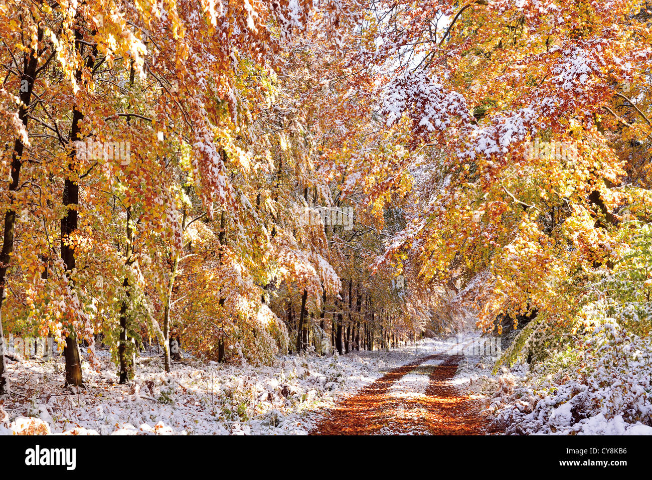 Germany, Odenwald: Autumn forest with first snow Stock Photo