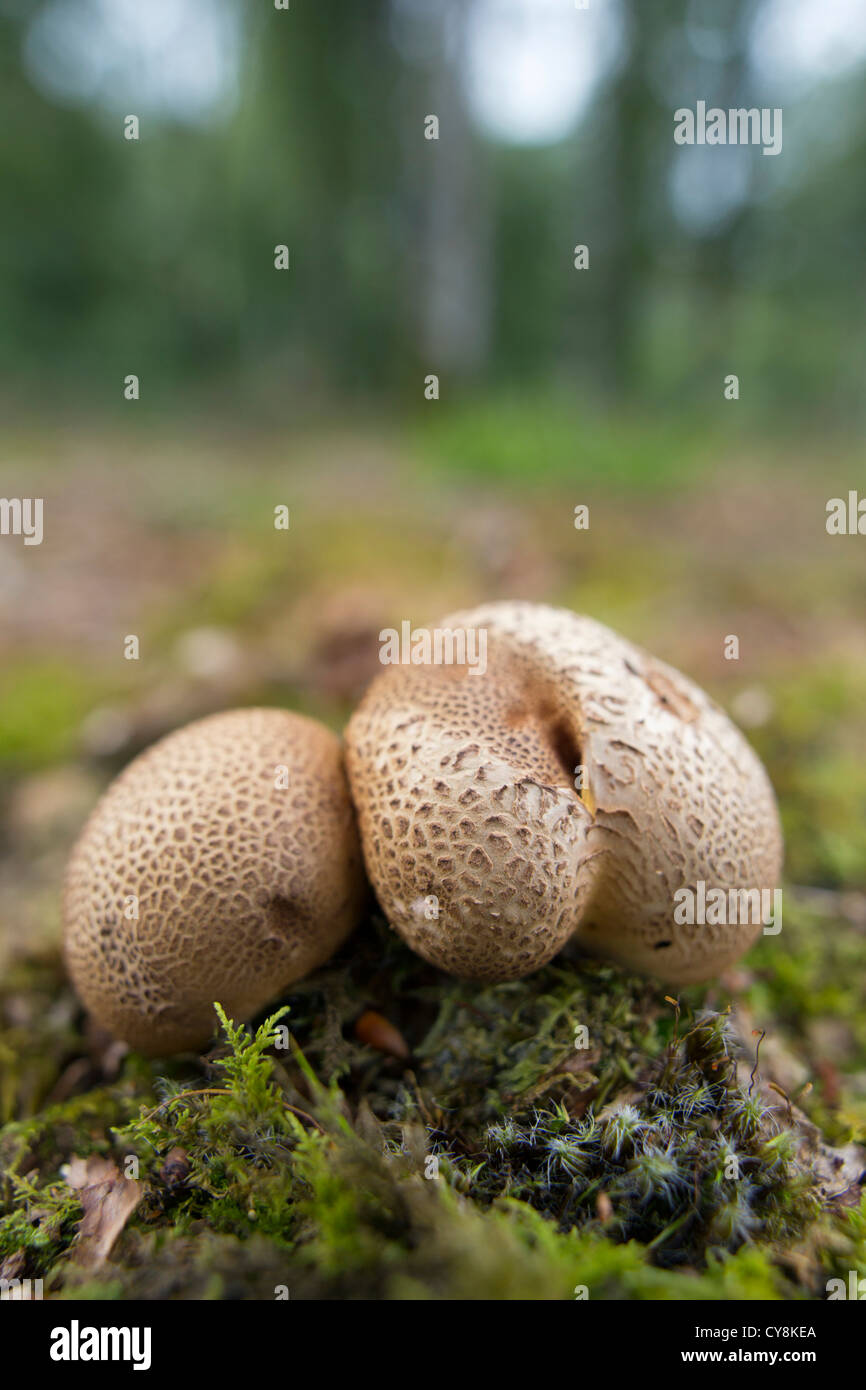 Ladock hi-res stock photography and images - Alamy