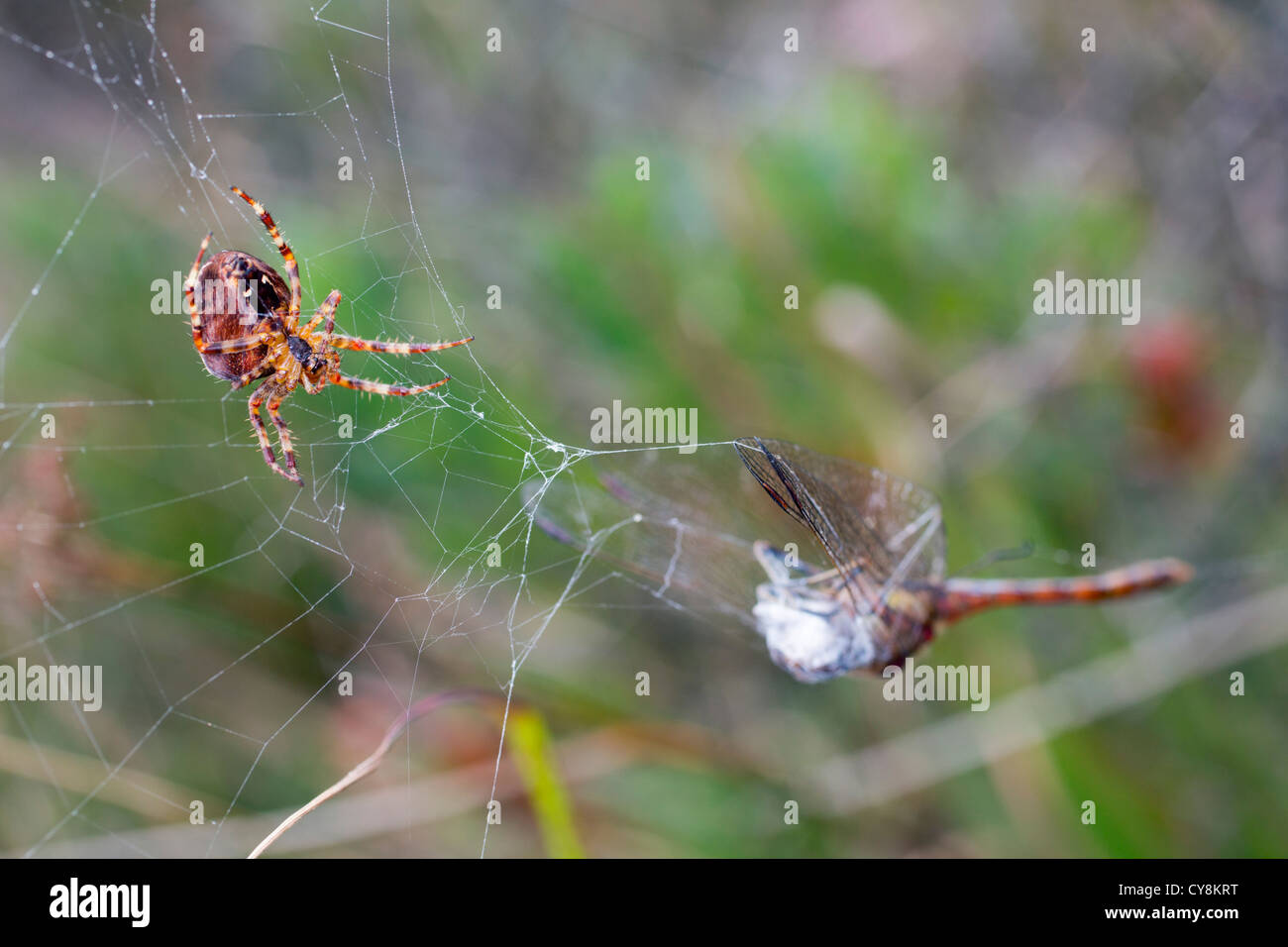 Garden Spider; Araneus diadematus; with a Common Darter caught in its web; UK Stock Photo