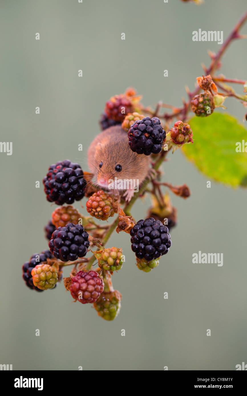Harvest Mouse; Micromys minutus; blackberries; UK; captive Stock Photo