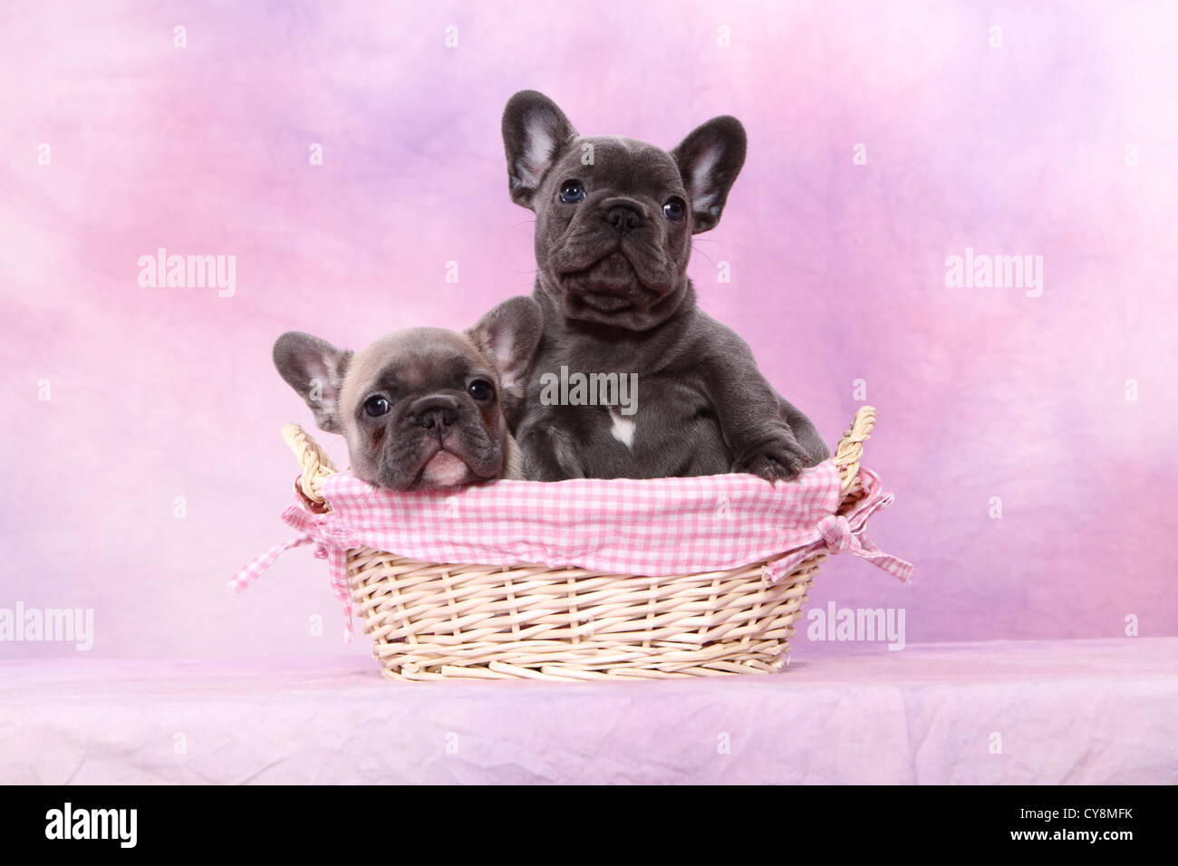 French Bulldog Puppies Stock Photo Alamy