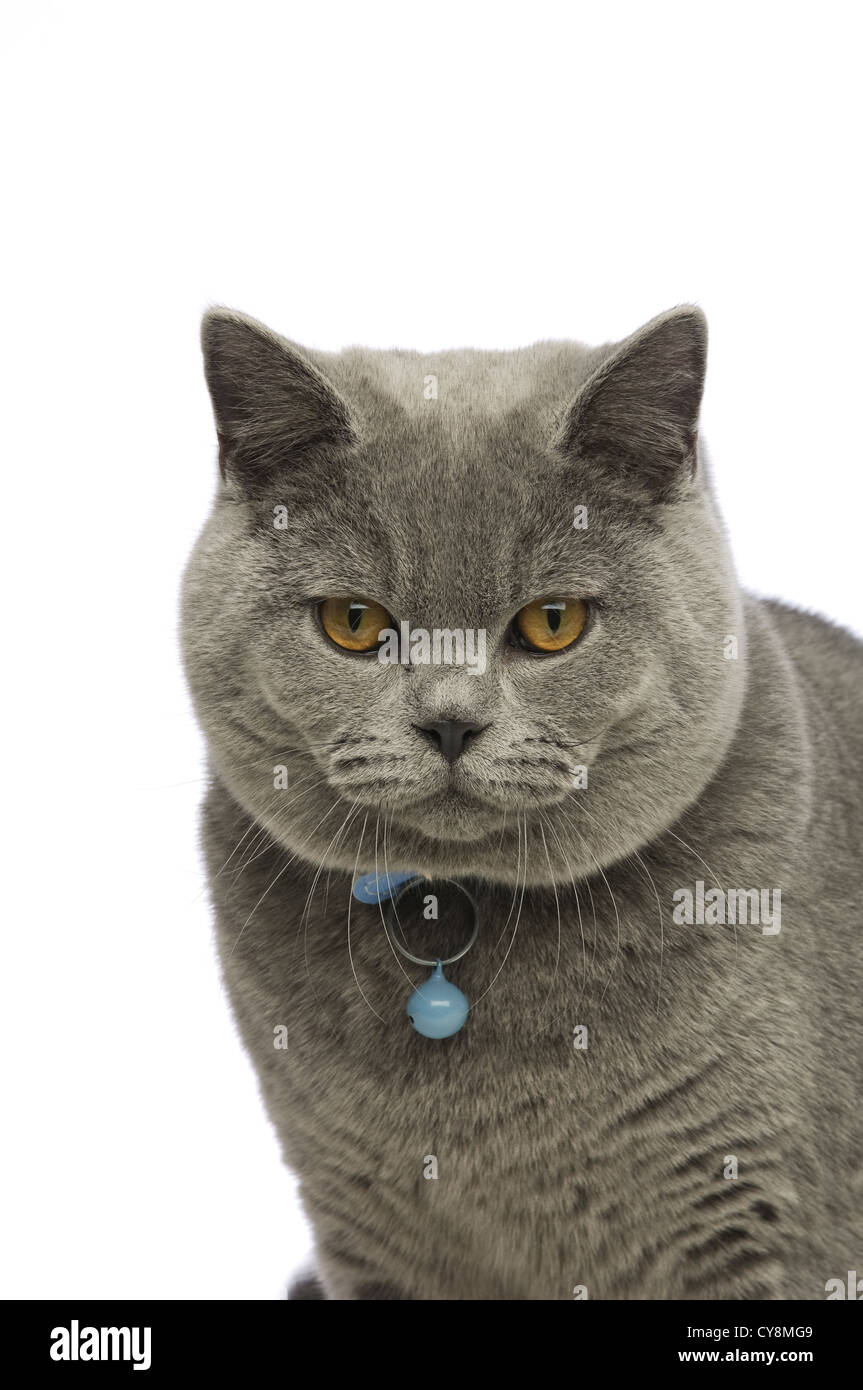 British Short Haired Grey Cat Isolated On A White Background