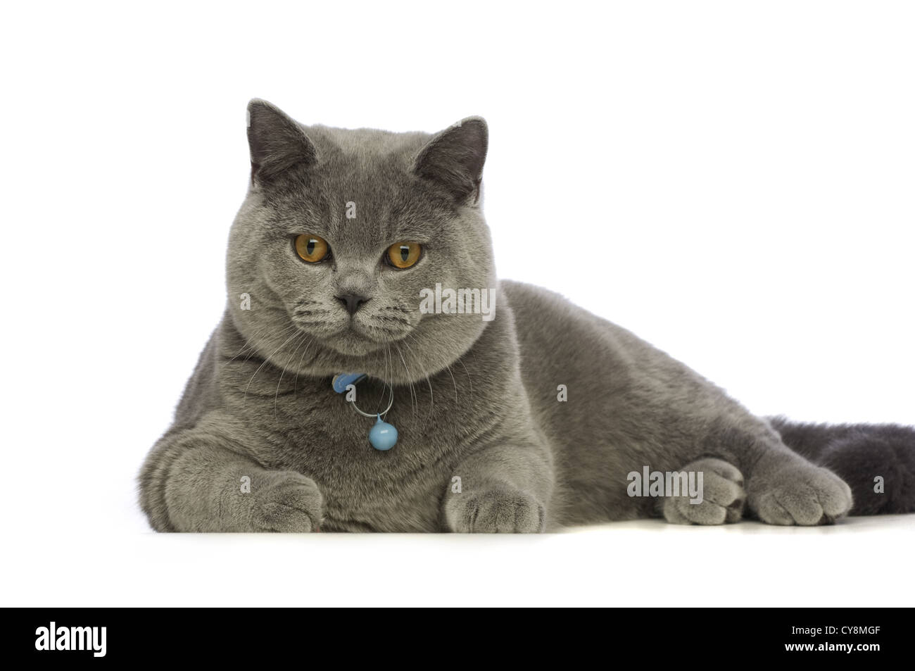 British Short Haired Grey Cat Isolated On A White Background