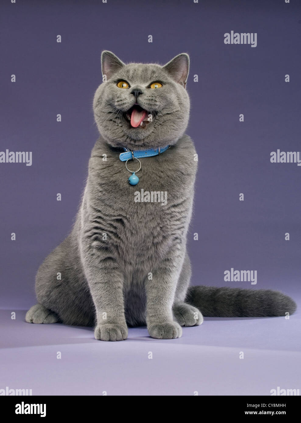 British Short Haired Grey Cat On A Purple Background Wearing A