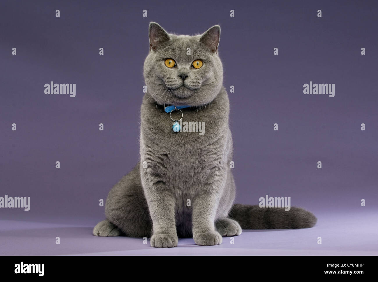 British Short Haired Grey Cat On A Purple Background Wearing A