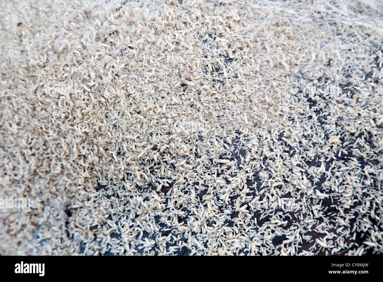 Maggots on Dead Badger; UK Stock Photo