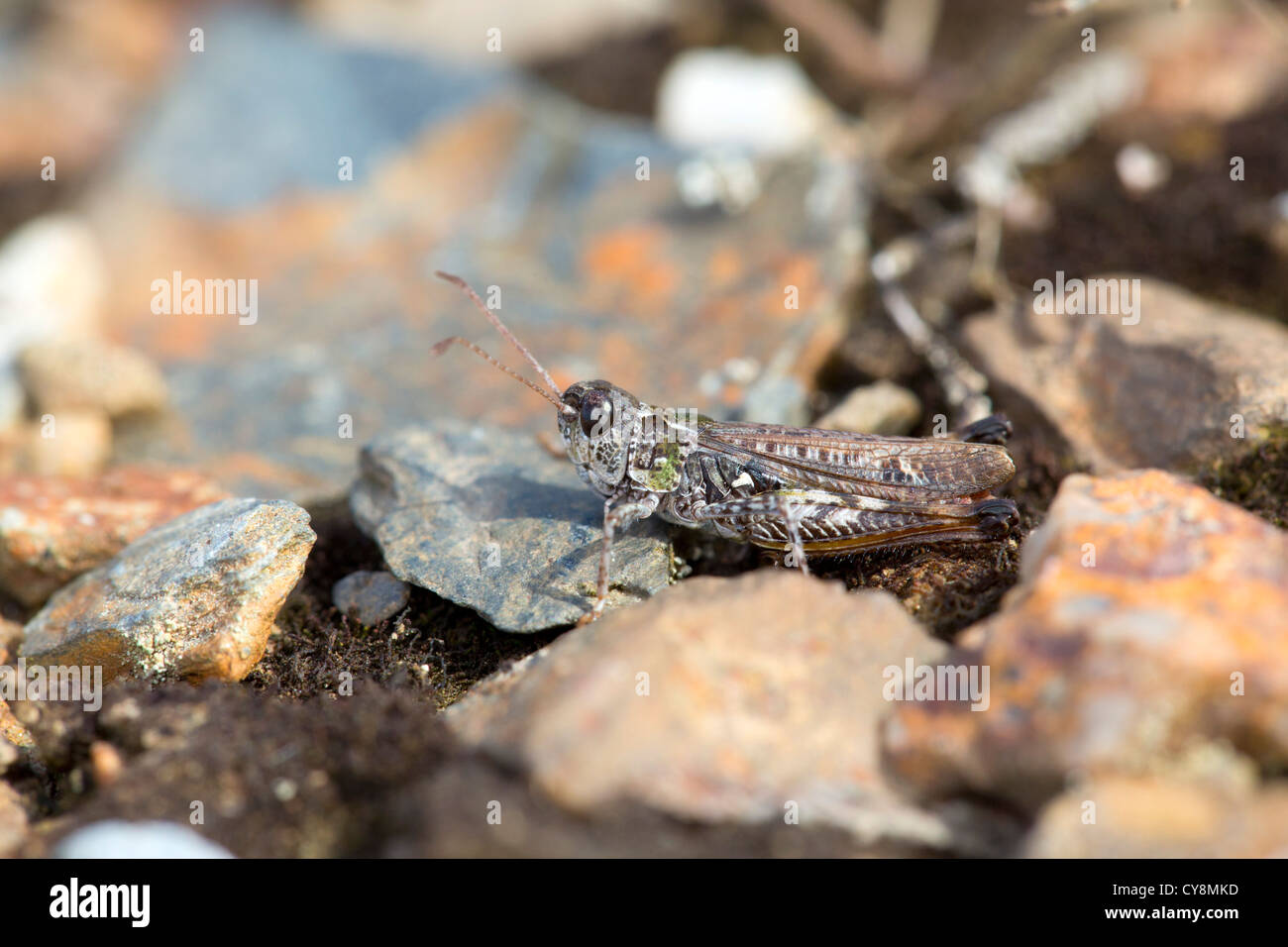 Mottled Grasshopper; Myrmeleotettix maculatus; Cornwall; UK Stock Photo