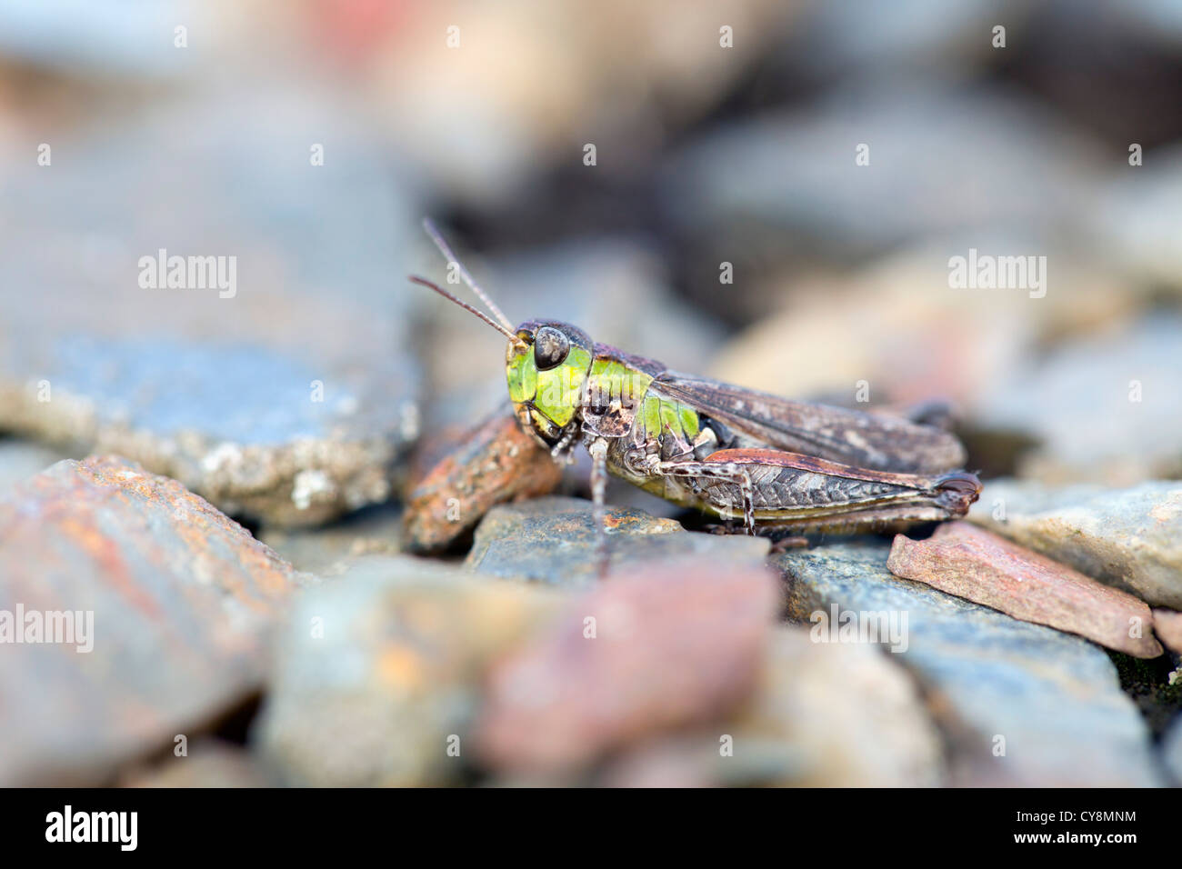Mottled Grasshopper; Myrmeleotettix maculatus; Cornwall; UK Stock Photo