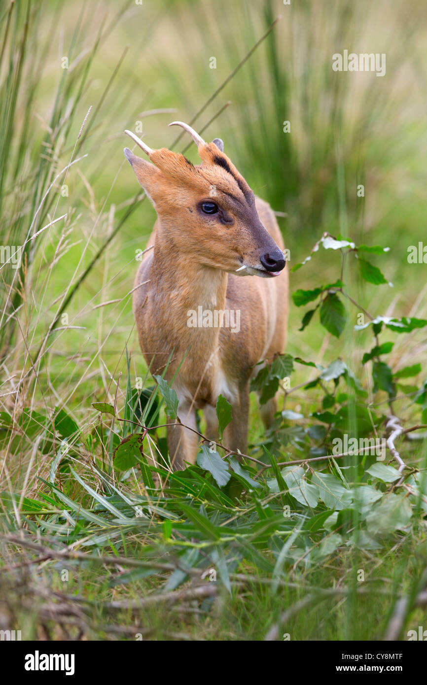 Truong Sohn Muntjac