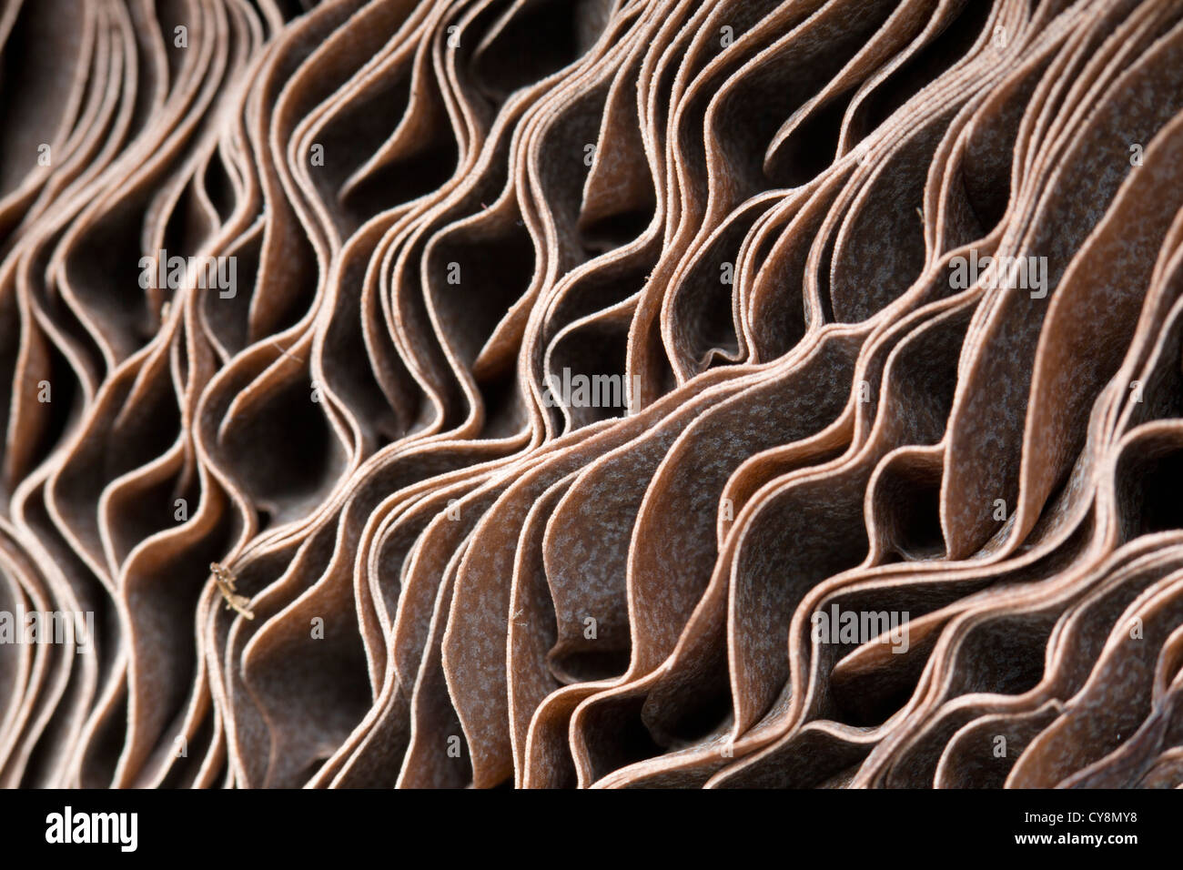 Mushroom; close up of the gills of an edible mushroom; UK Stock Photo