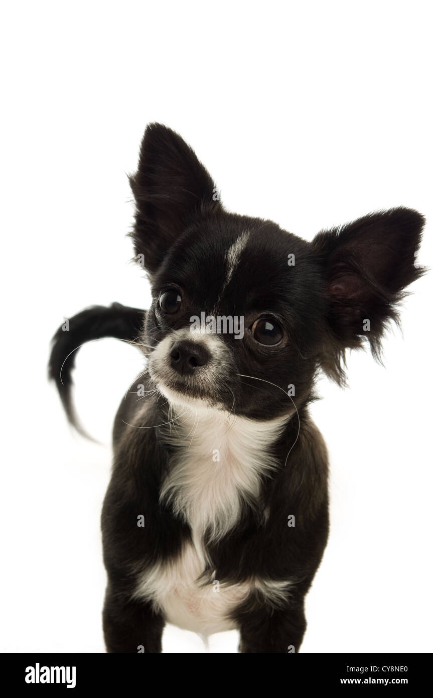 Black And White Chihuahua Isolated On A White Background Stock Photo black-and-white-chihuahua-isolated-on-a-white-background-stock-photo