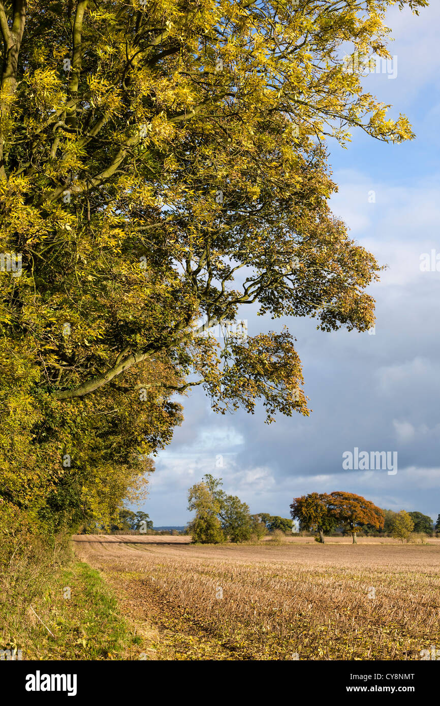 Autumn Ash tree near South Dalton, East Yorkshire, England, UK Stock
