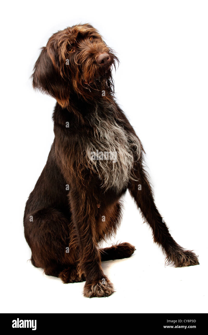 wire hair labradoodle