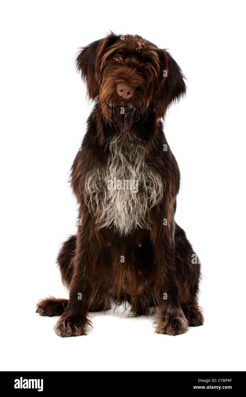 German Wire Hair Pointer Dog isolated on a white background Stock Photo