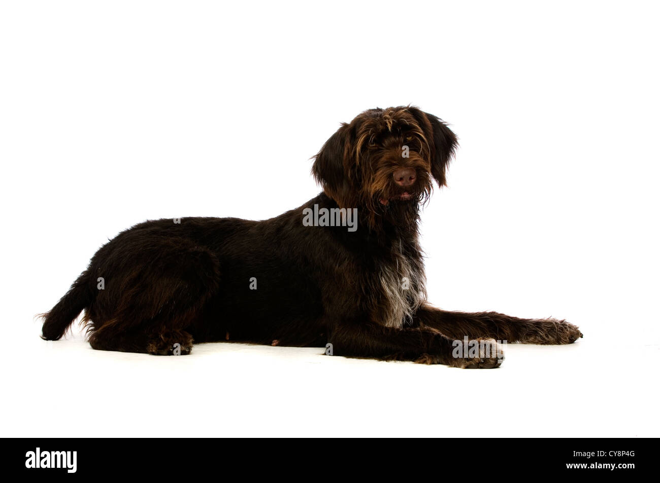 German Wire Hair Pointer Dog isolated on a white background Stock Photo