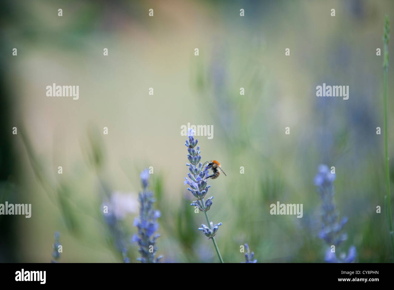 Bee perching on lavender flowers Stock Photo