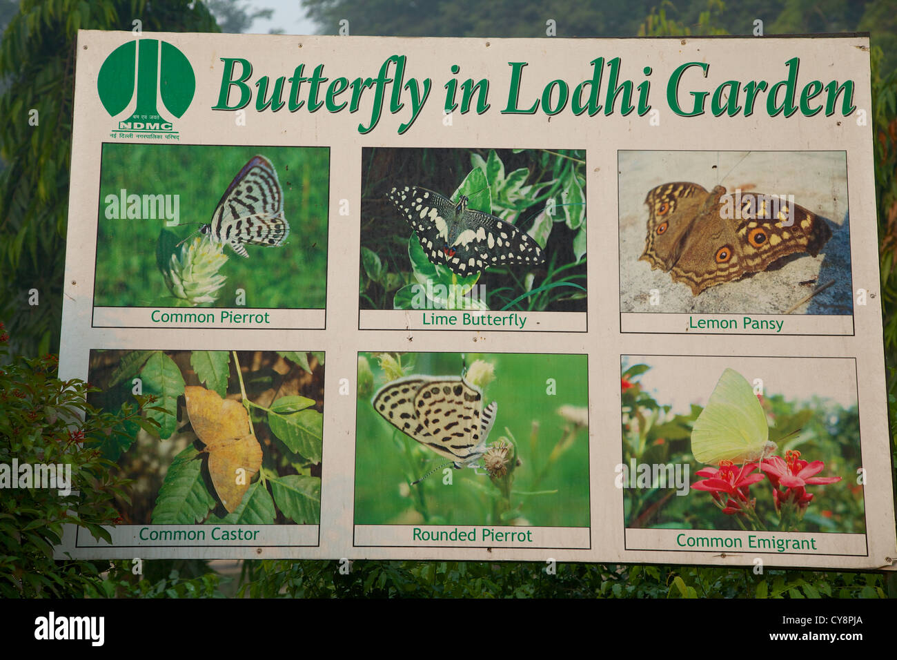 Signboard listing types of butterflies at Lodhi Garden in Delhi, India Stock Photo Alamy