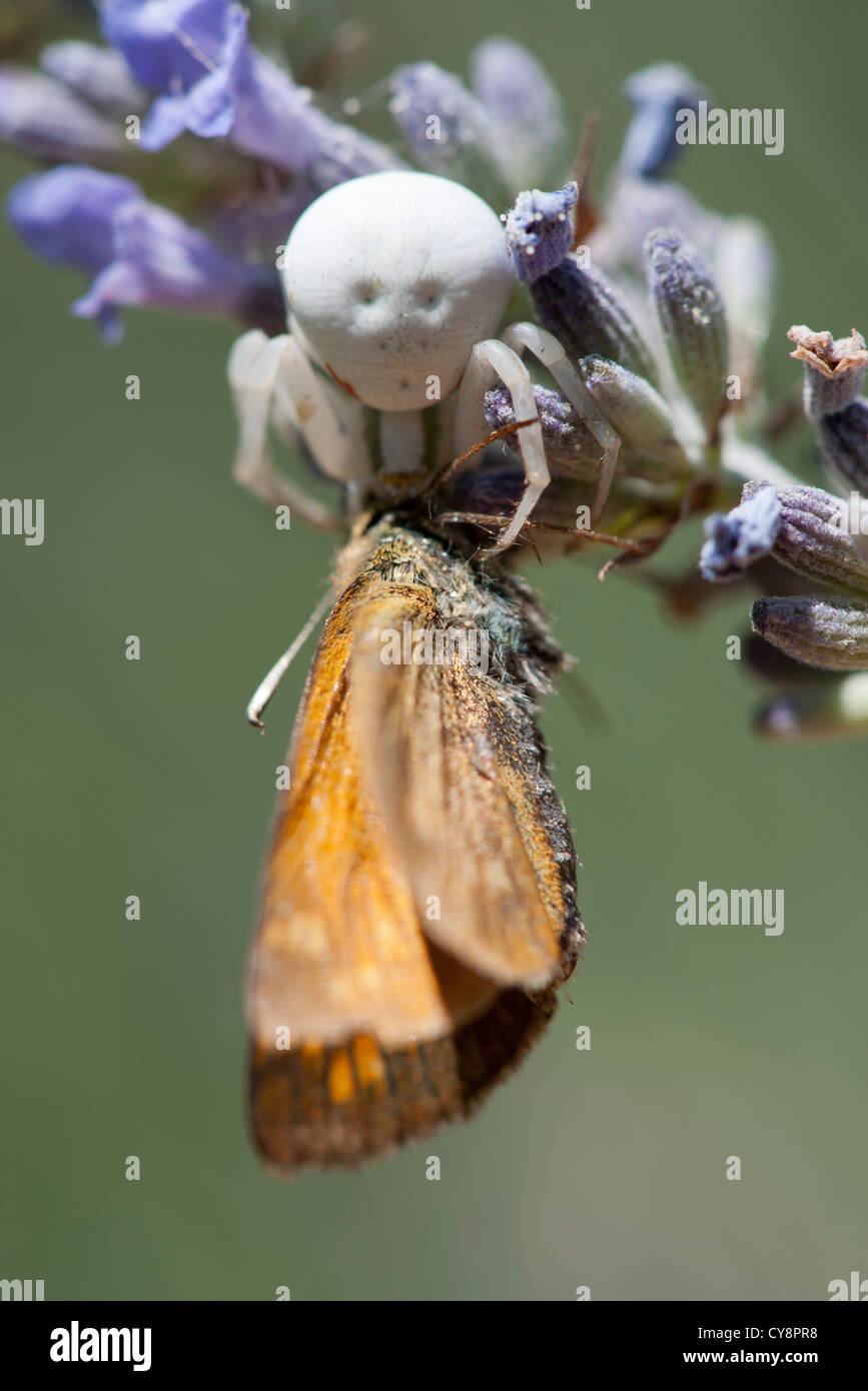 Crab spider capturing prey Stock Photo Alamy