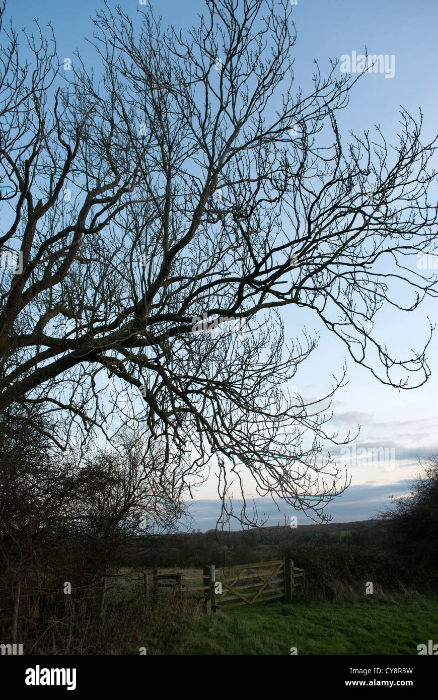 Bare branches of a tree silhouetted against a pale blue sky with dark ...