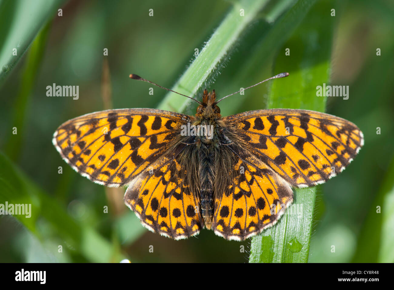 Butterfly flying among leaves Stock Photo