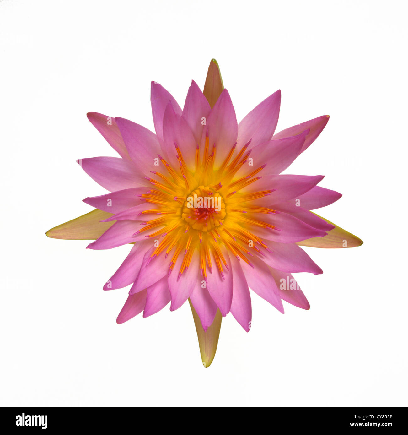 Nymphaea, Water lily. Top view of a symmetric pink and yellow flower on a white background. Stock Photo
