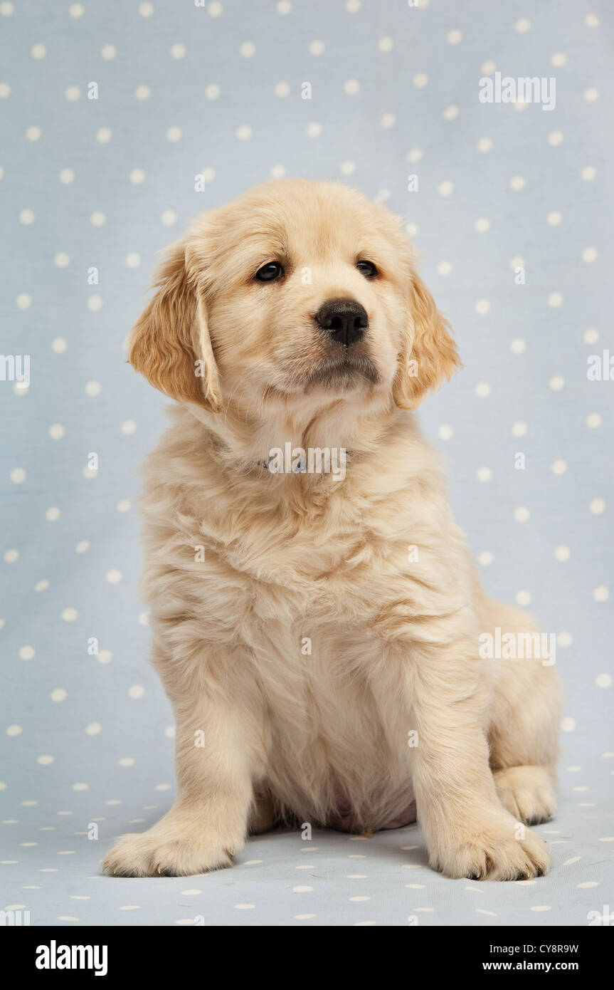 Backgrounds pet pets blue and gold hi-res stock photography and images -  Alamy