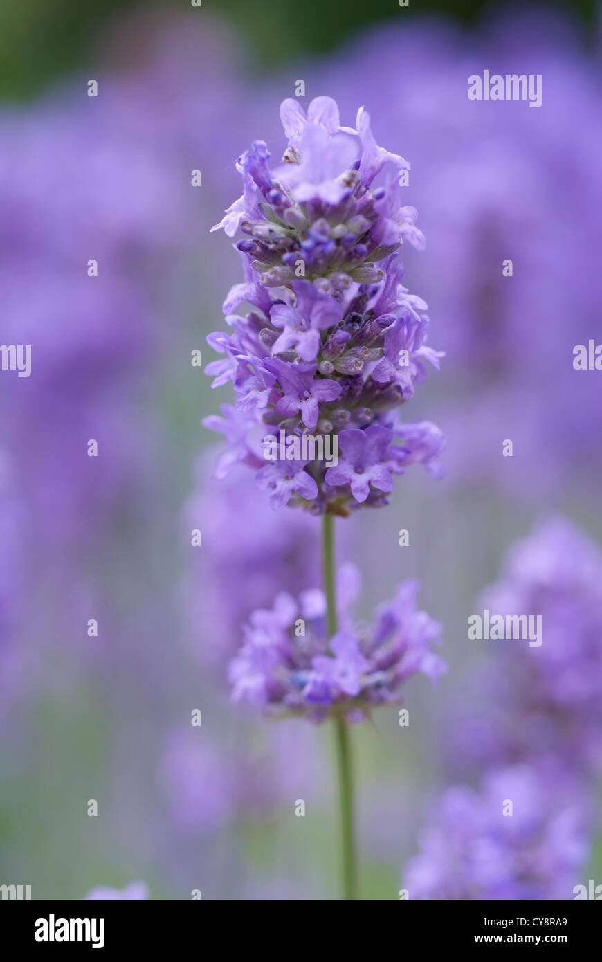 Lavandula angustifolia, Lavender, single purple flower spike isolated in shallow focus against other lavender. Stock Photo