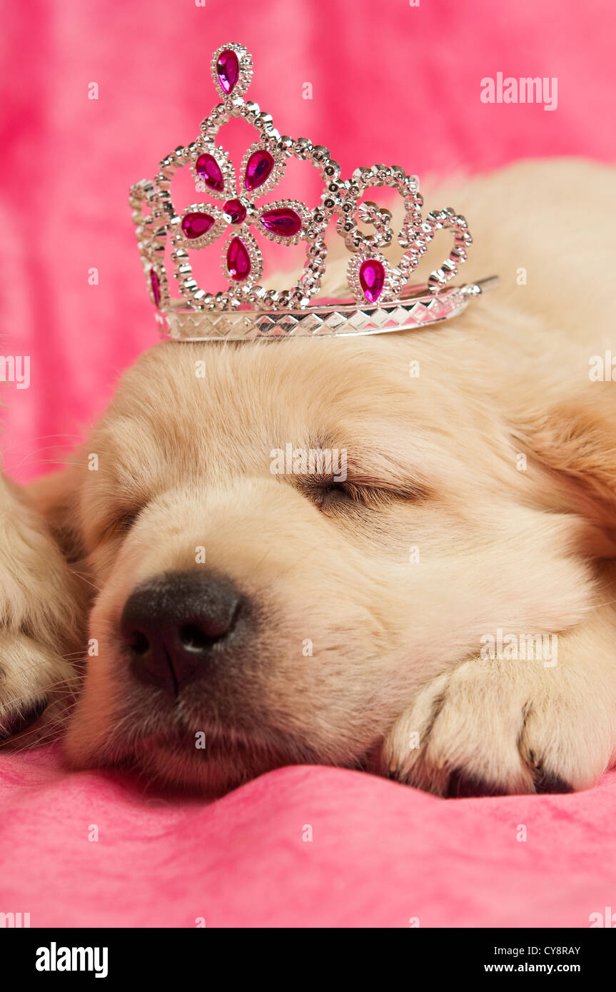 Golden Retriever Puppy in a tiara on a pink background Stock Photo