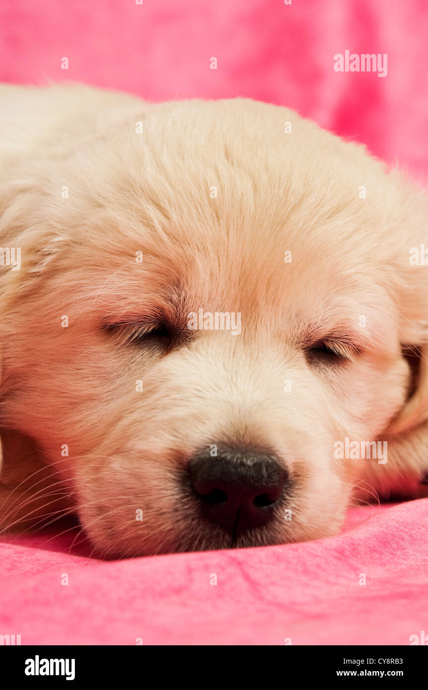 Golden Retriever Puppy on a pink background Stock Photo - Alamy