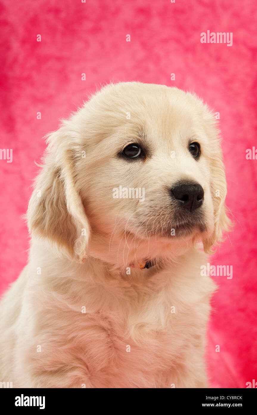 Golden Retriever Puppy on a pink background Stock Photo - Alamy