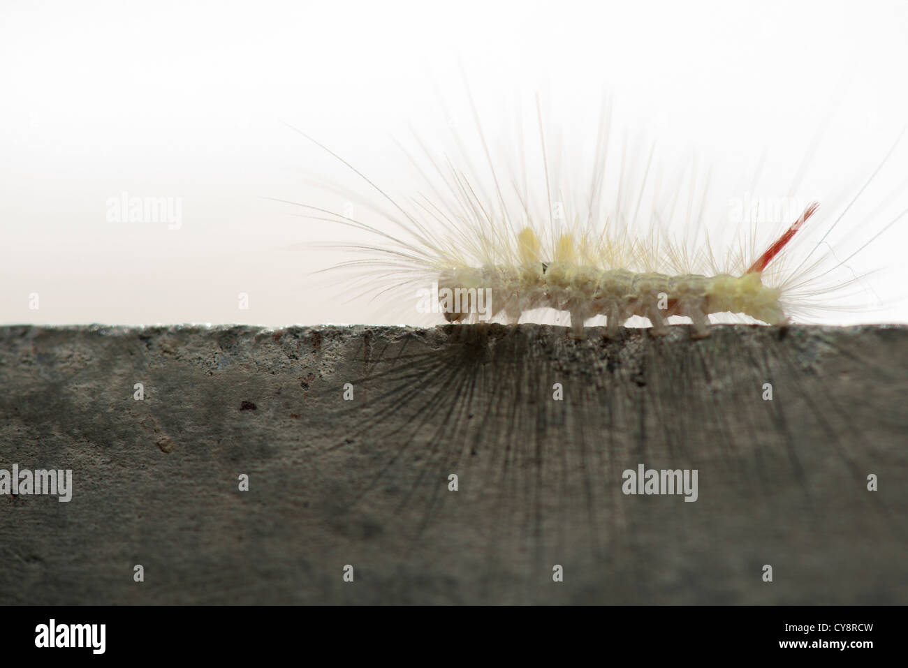 Fuzzy caterpillar Stock Photo Alamy