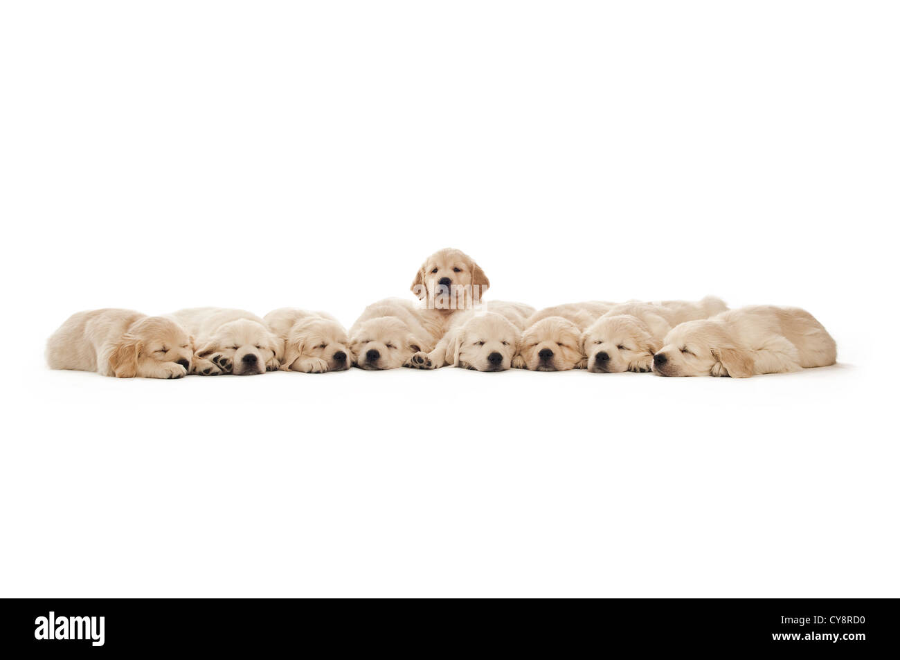 Golden retriever puppies isolated on a white background Stock Photo - Alamy