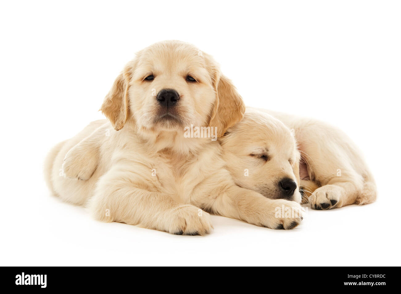 Golden retriever puppies isolated on a white background Stock Photo - Alamy