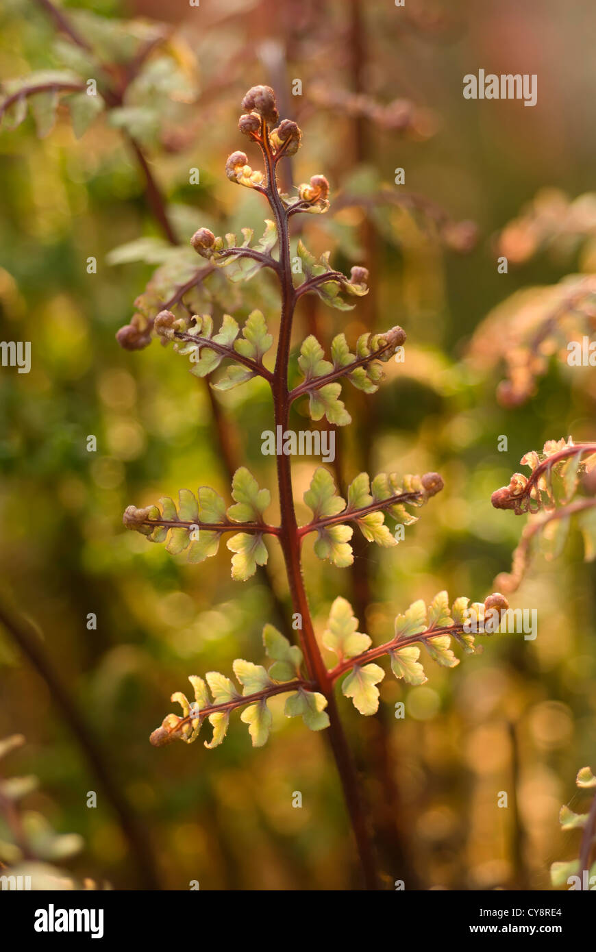 Athyrium filix-femina subs. angustum f. rubellum 'Lady in Red' , Fern, Red lady fern. Stock Photo