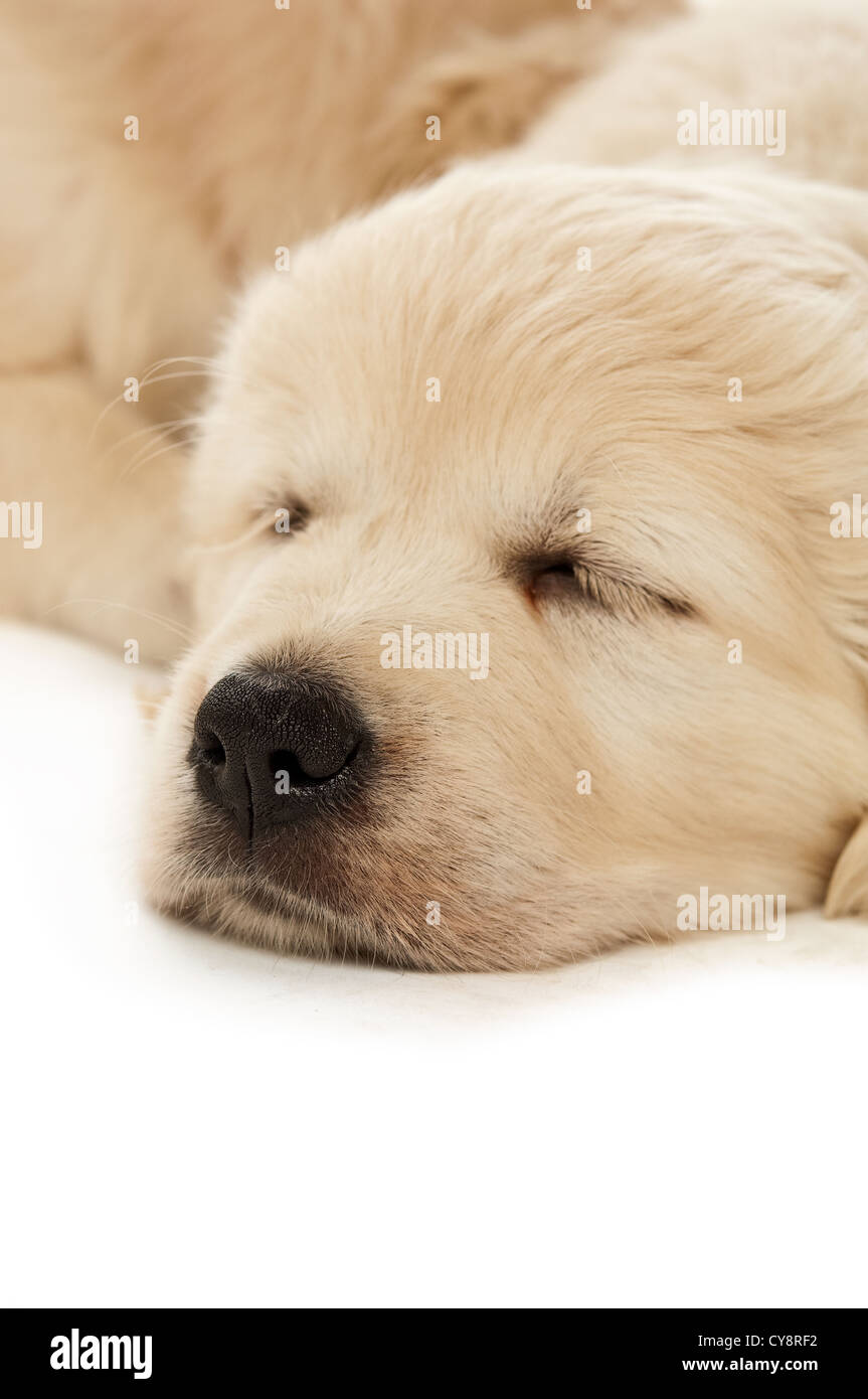 Golden retriever puppies isolated on a white background Stock Photo - Alamy