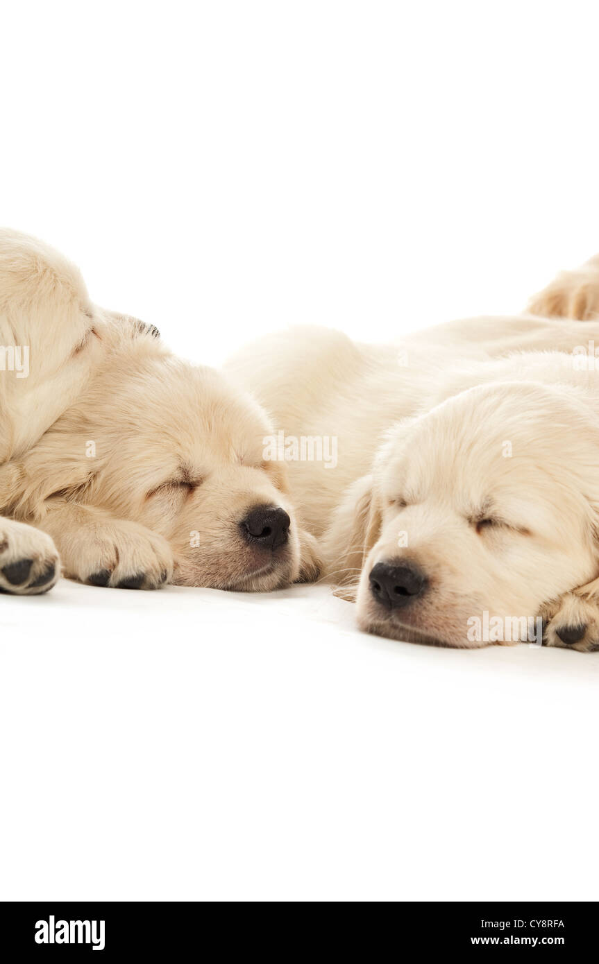 Golden retriever puppies isolated on a white background Stock Photo - Alamy