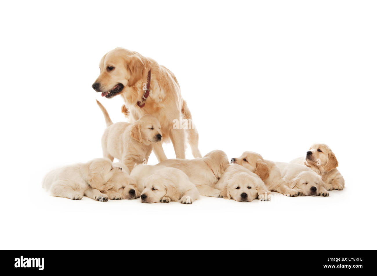 Golden retriever puppies isolated on a white background Stock Photo - Alamy
