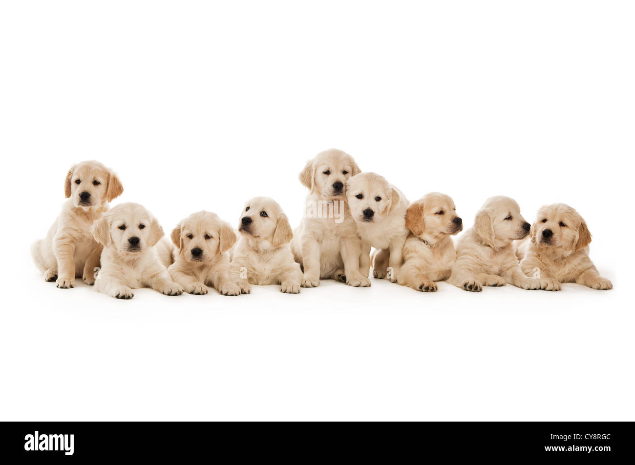 Golden retriever puppies isolated on a white background Stock Photo - Alamy